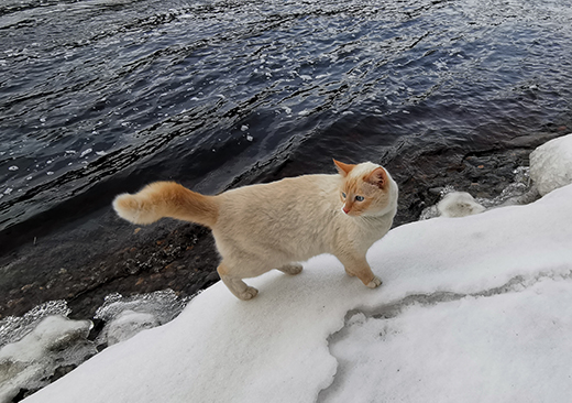Walking along the Chuya River