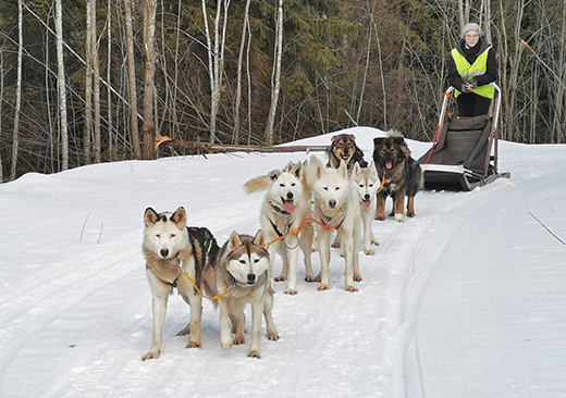 Dog-sled tour