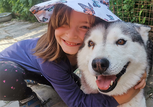 husky dogs husky dogs