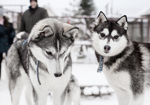 Huskies, Reindeers& Snowmobiles - A magical Winter Adventure!