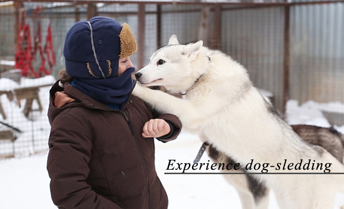 Experience dog-sledding
